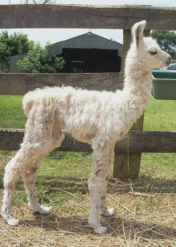An image of a llama named Tres Chic