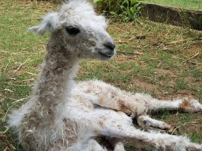 An image of a llama named Tres Chic