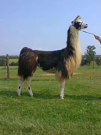 An image of a llama named Truly Scrumptious