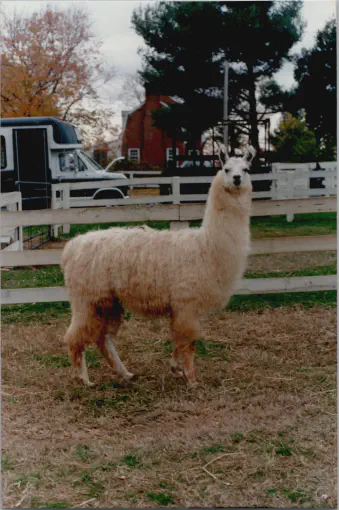 A photo of a llama named Mucho Smooth