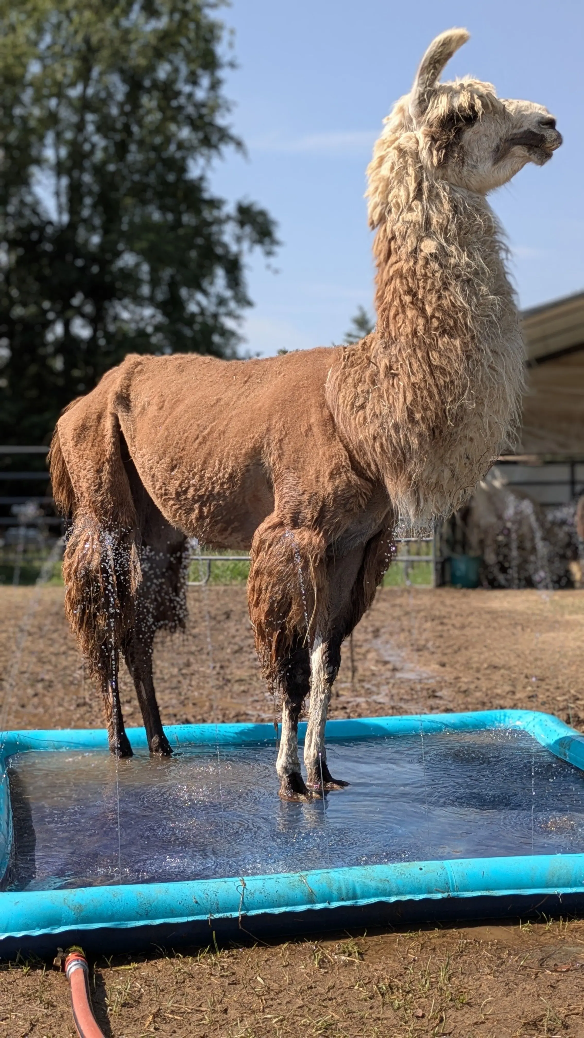 A brown llama named Gemma with shaggy, lighter cream fur on its neck and head stands in a blue splash pad, being sprayed with water on its wet back legs under a clear blue sky on a hot summer day. [U]