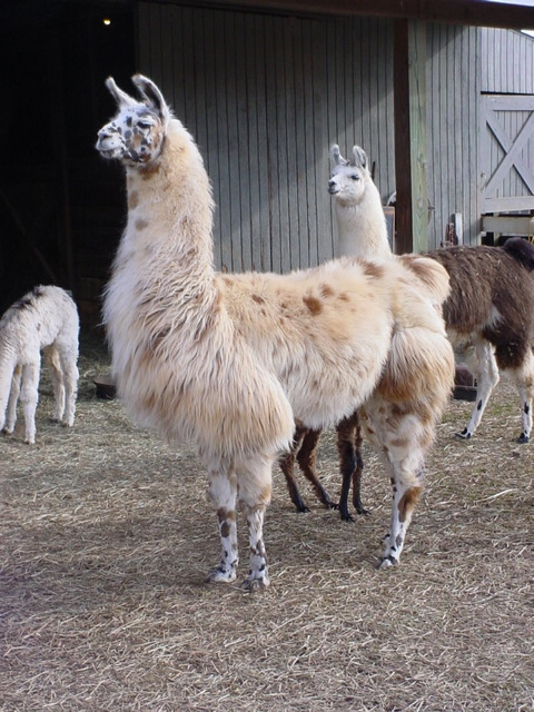 An image of a llama named Aparatif