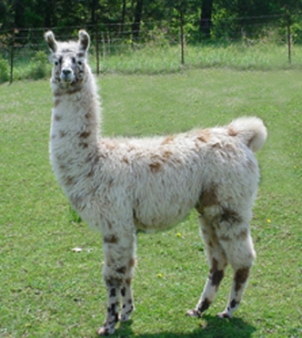 An image of a llama named Aparatif