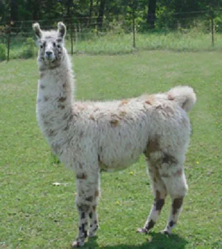 An image of a llama named Aparatif
