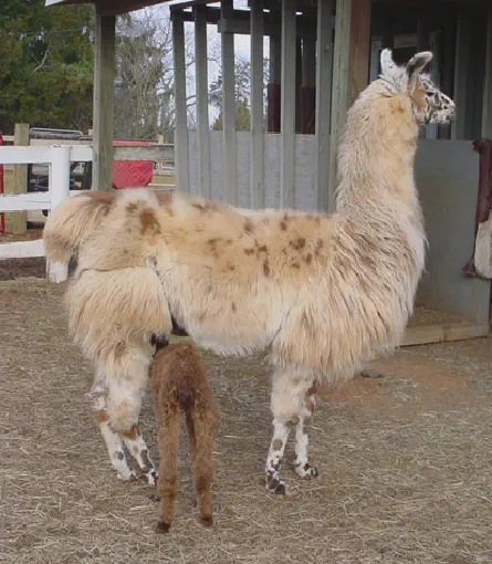 An image of a llama named Aparatif
