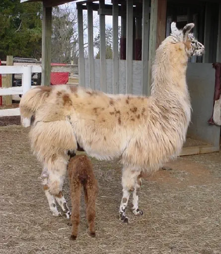 An image of a llama named Aparatif