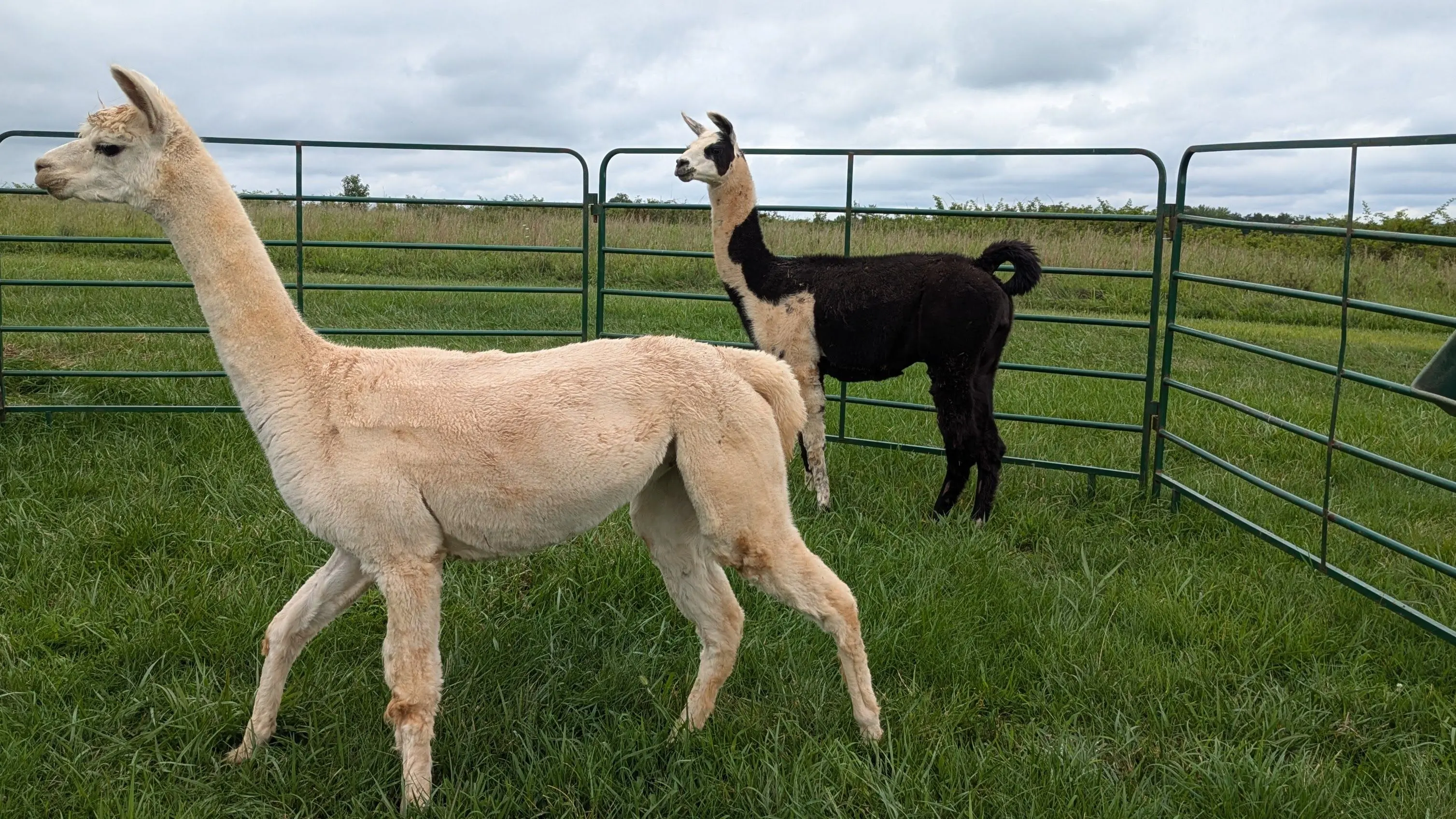 A light colored alpaca stands in the foreground, facing left, with a black and white llama visible behind a green metal fence in a grassy field under a cloudy sky. [U]