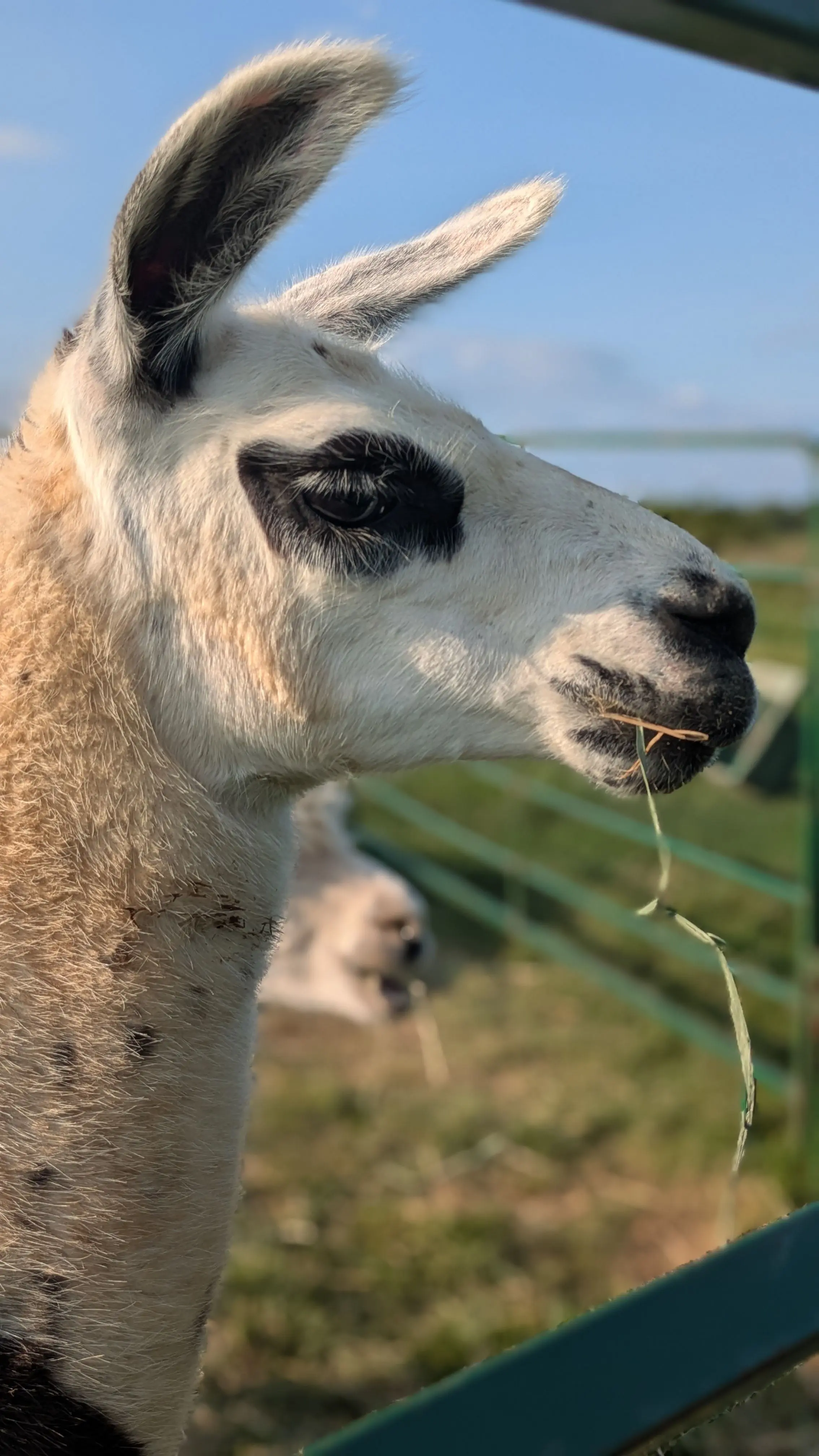 Close-up profile of a black and white llama with distinctive black markings around its eye, chewing on a piece of hay against a backdrop of green grass and a bright blue sky. [U]
