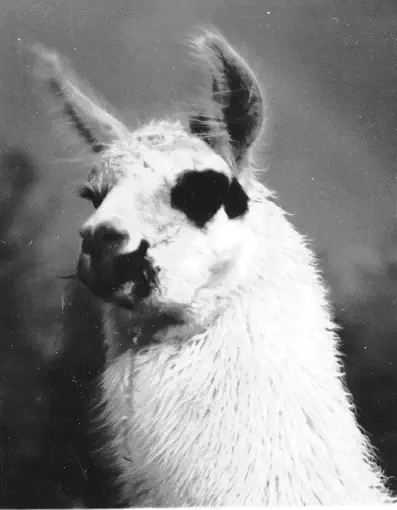 An image of a llama named Chase Manhattan