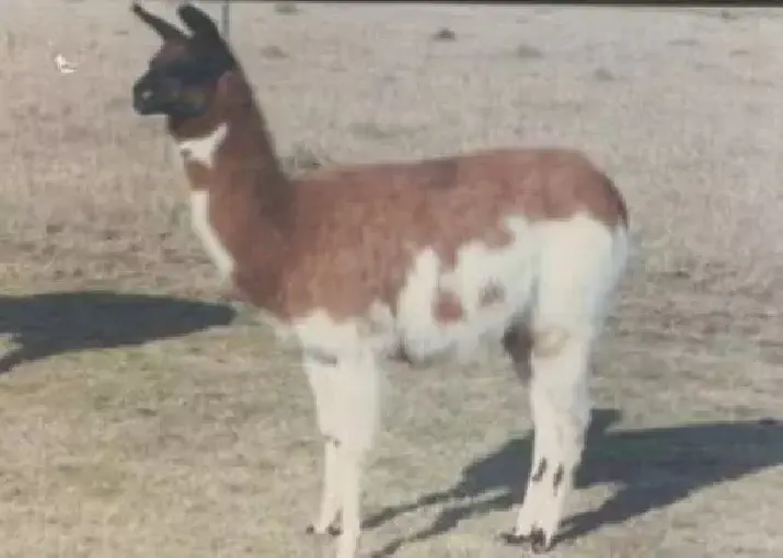 An image of a llama named Chessy