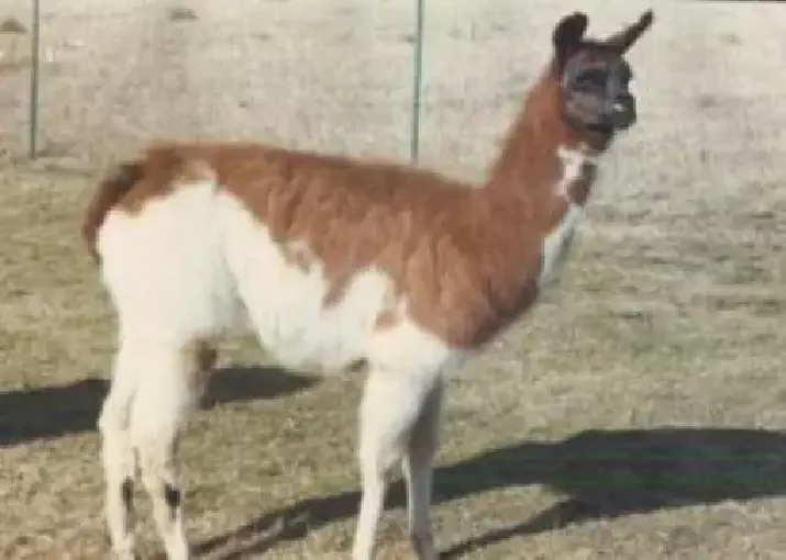 An image of a llama named Chessy