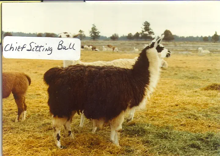 An right side profile image of a llama named Chief Sitting Bull