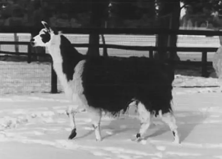 A left side profile image of a llama named Chief Sitting Bull