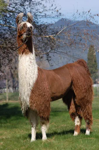 An image of a llama named Cimarosa