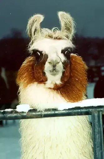 An image of a llama named Clothespin looking over a snow-covered fence