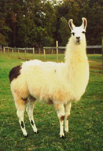 A photo of a llama named Unspun Hero