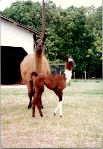 Tea Party McGrath, and her daughter Hawkstone's Minerva