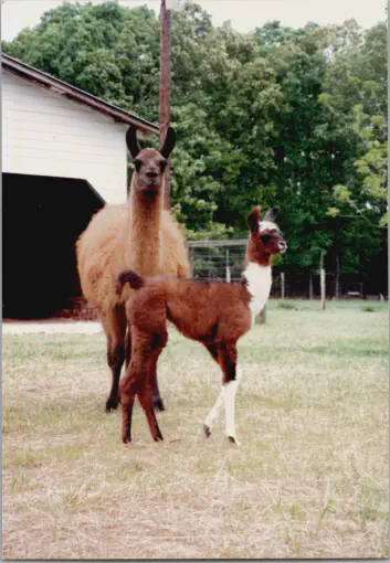 Tea Party McGrath, and her daughter Hawkstone's Minerva