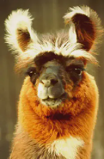 An image of a llama named Dark Wing