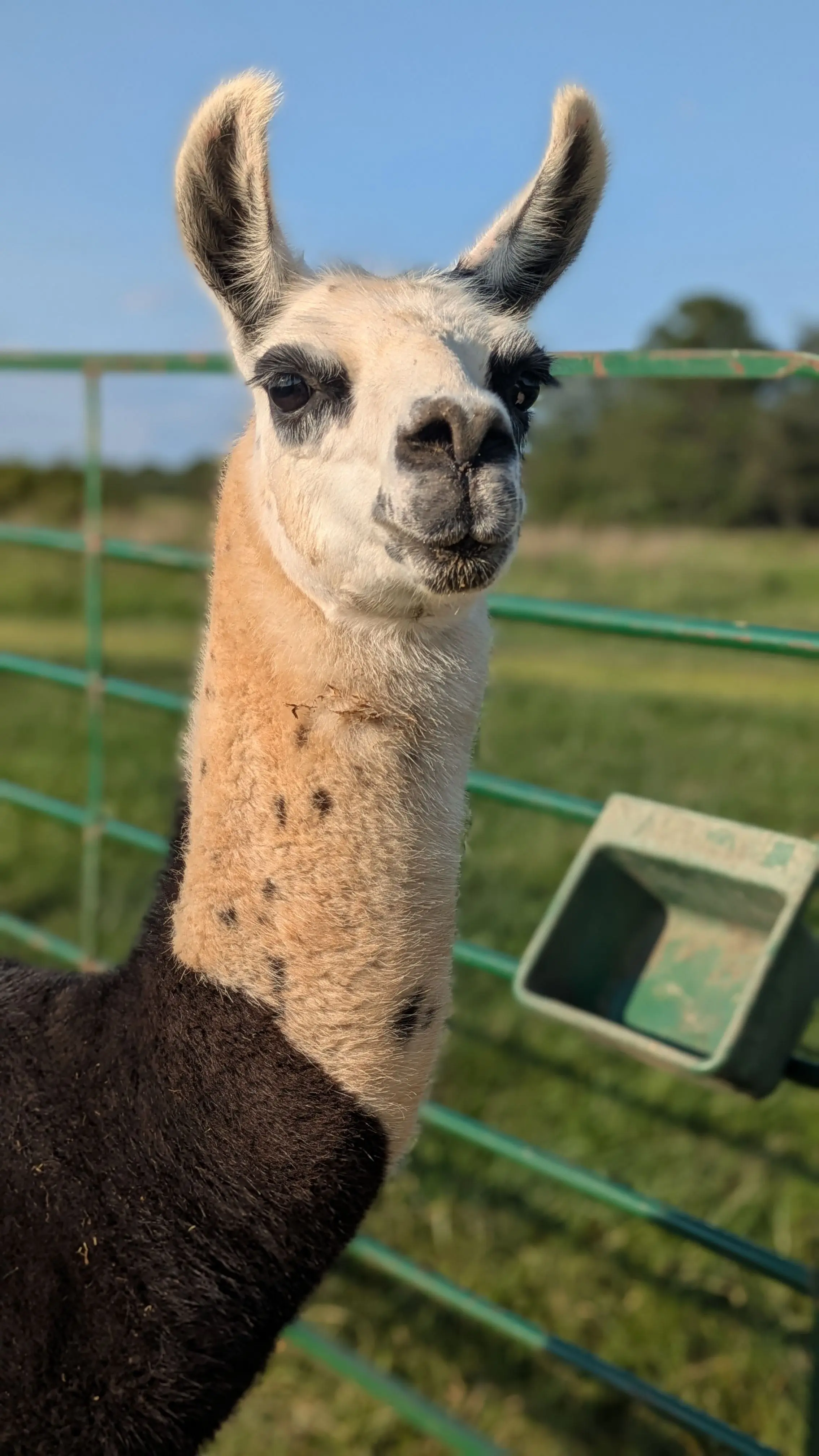 Close-up of a llama with a white face, black eye markings, and a white neck with dark spots, transitioning to a dark brown body. It stands in front of a green fence, a grassy field, and a clear blue sky. [U]