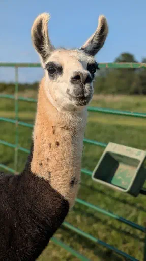 An image of a llama named Blue