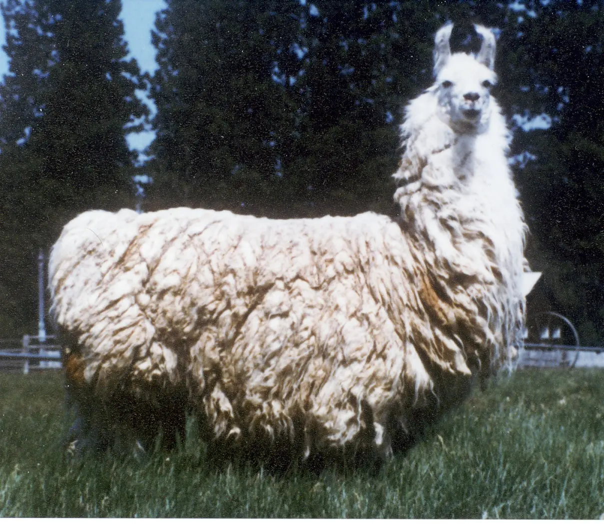 An image of legendary sire, Dr. Doolittle
