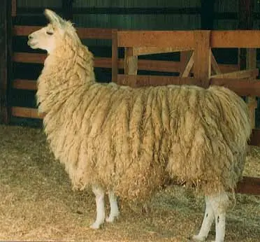 An image of legendary sire, Dr. Doolittle