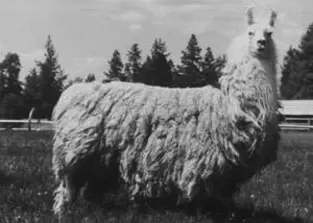 An image of legendary sire, Dr. Doolittle