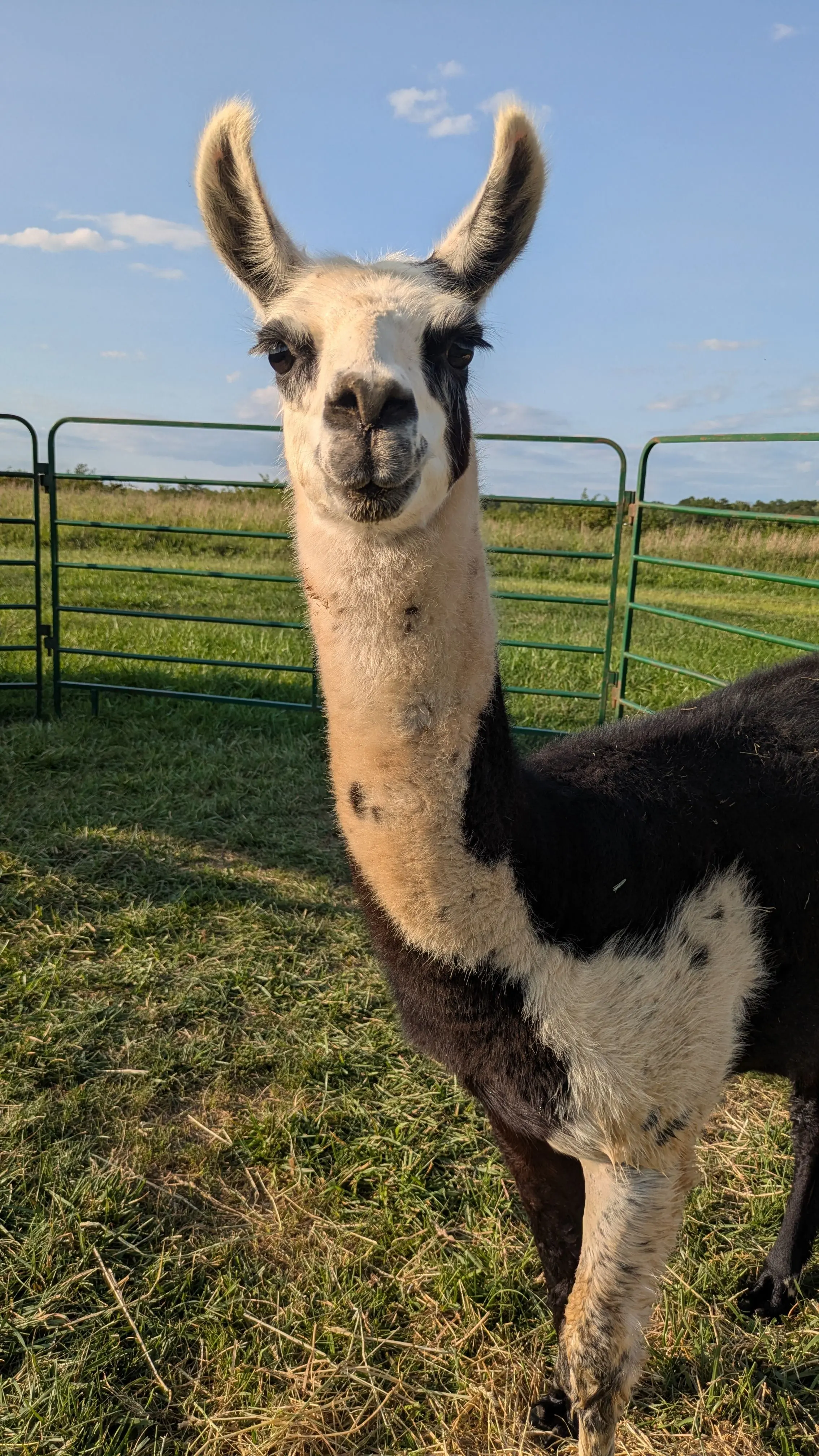 A beautiful black and white llama with light colored neck and face markings, stands in a grassy field, looking directly at the camera. A green metal fence is visible in the background under a clear blue sky. [U]