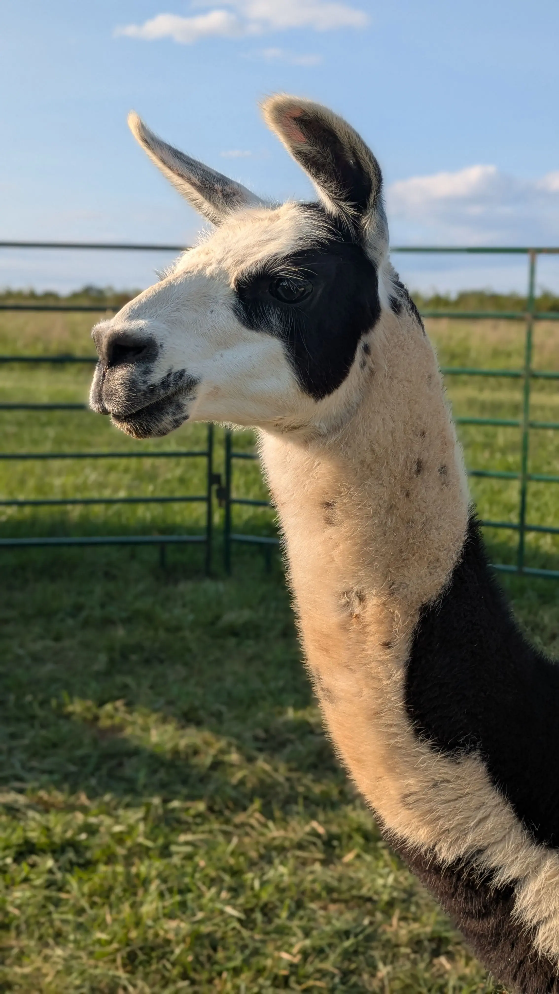 A close-up side profile of a black and cream-colored llama with a distinct black patch around its eye, standing in a green grassy field with a fence in the background under a blue sky. [U]