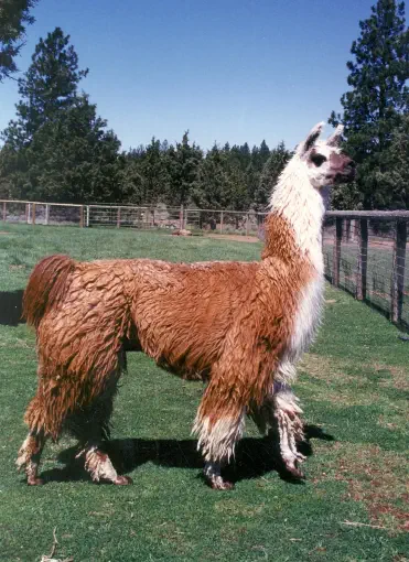 An image of a llama named El Fuerte