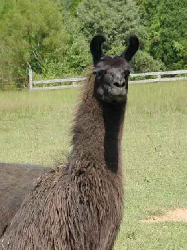 An image of a llama named Encarta