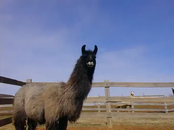 A dark-faced llama with shaggy grey and brown fur stands in an outdoor pen, looking directly at the camera under a clear blue sky. A wooden fence is visible in the background. [U]