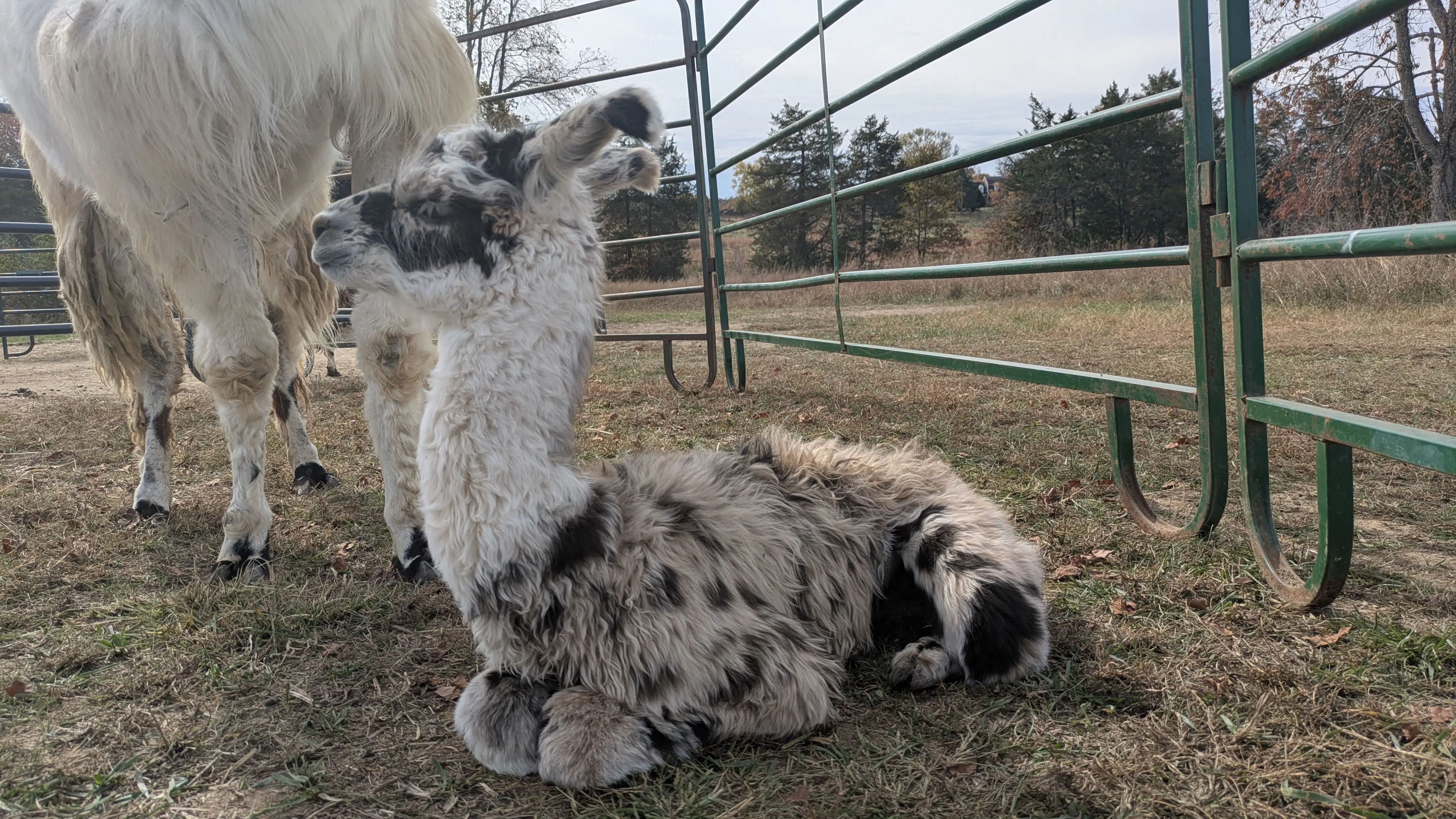 A young llama named Domino with mottled white and brown spotted fleece, sitting down in the grass next to the legs of her mother, Hushabye, with a metal farm gate and trees in the background.
