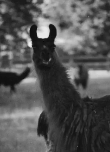 An image of a llama named Feetie Pajamas