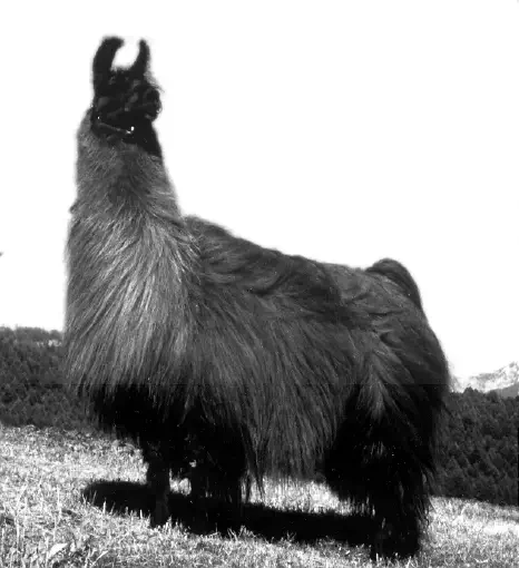 An image of a llama named The Fiduciary"
