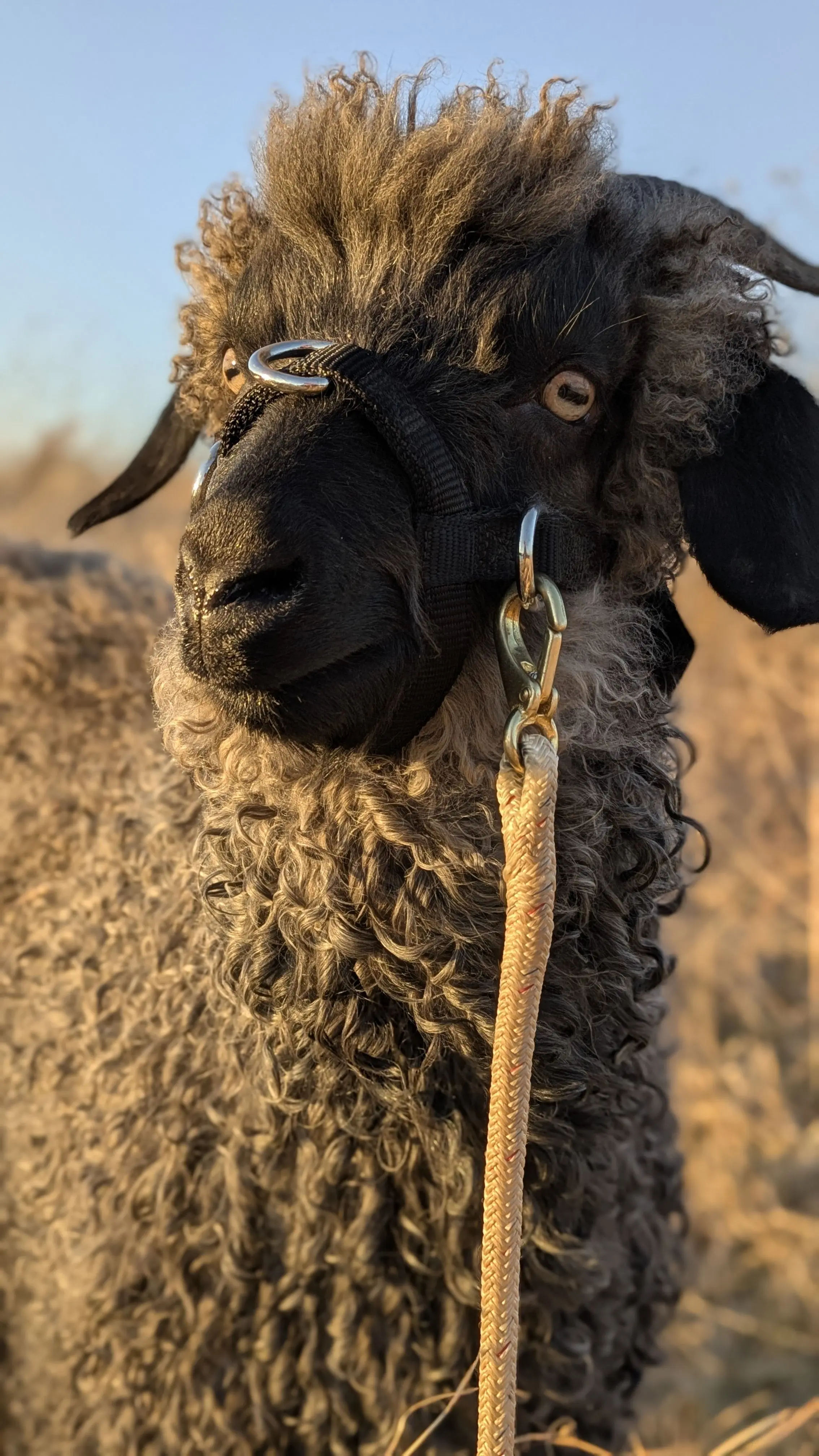 A portrait image of a goat named Harper taken at sunset.