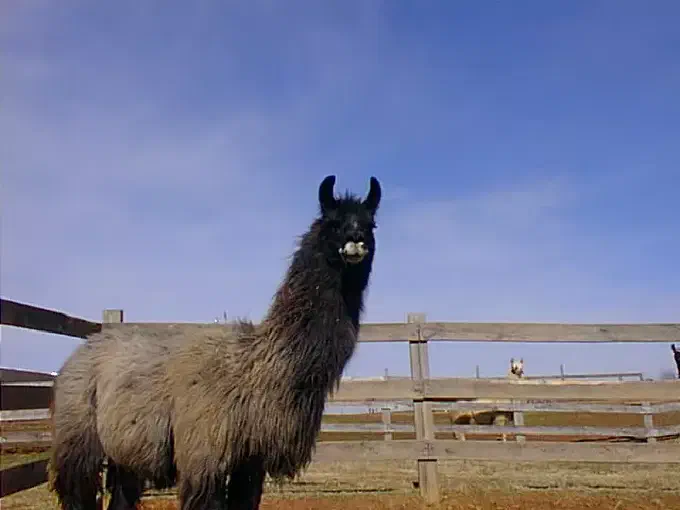 An image of a llama named Hoop-La