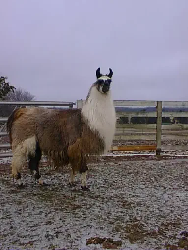 An image of a llama named Irridess