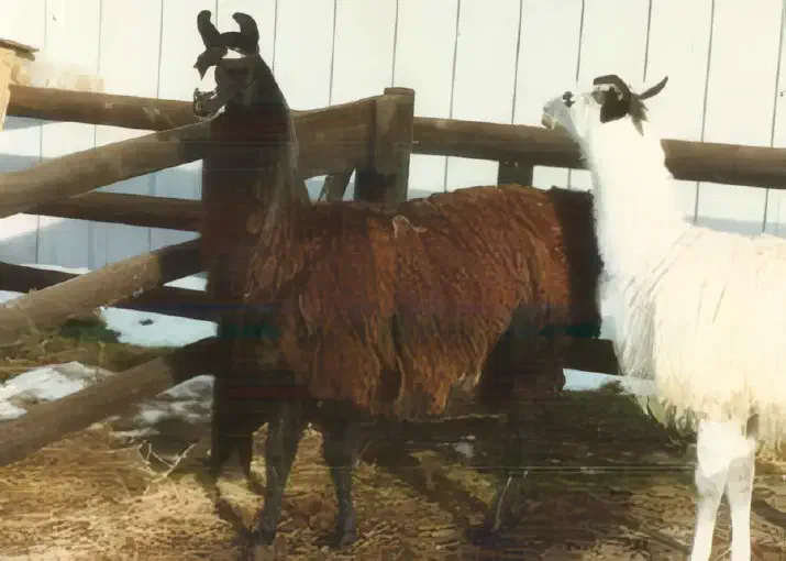 A dark brown llama with its mouth open appears to vocalize next to a white llama looking up, both inside a wooden fenced enclosure with straw and snow on the ground. [U]