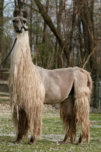 A full-body profile photograph of a medium-sized, light tan and brown suri llama named Kantu P5 with a unique partially shorn coat. The front of the animal is unshorn, with long, dense, shaggy beige and cream fiber that forms a large shaggy mane and neck ruff and covers its front legs and chest. The body and hindquarters of the llama have been shorn close to the skin, revealing a smooth, short tan coat. Long fiber still remains on its lower back legs. The llama is standing on a grassy and dirt area, wearing a black halter and lead rope that is attached and leads to the left. It has dark eyes and ears that are partially upright and facing forward. The background is a mix of green grass, trees with sparse, bare branches, and a wooden fence. The lighting is natural and diffuse. [U]