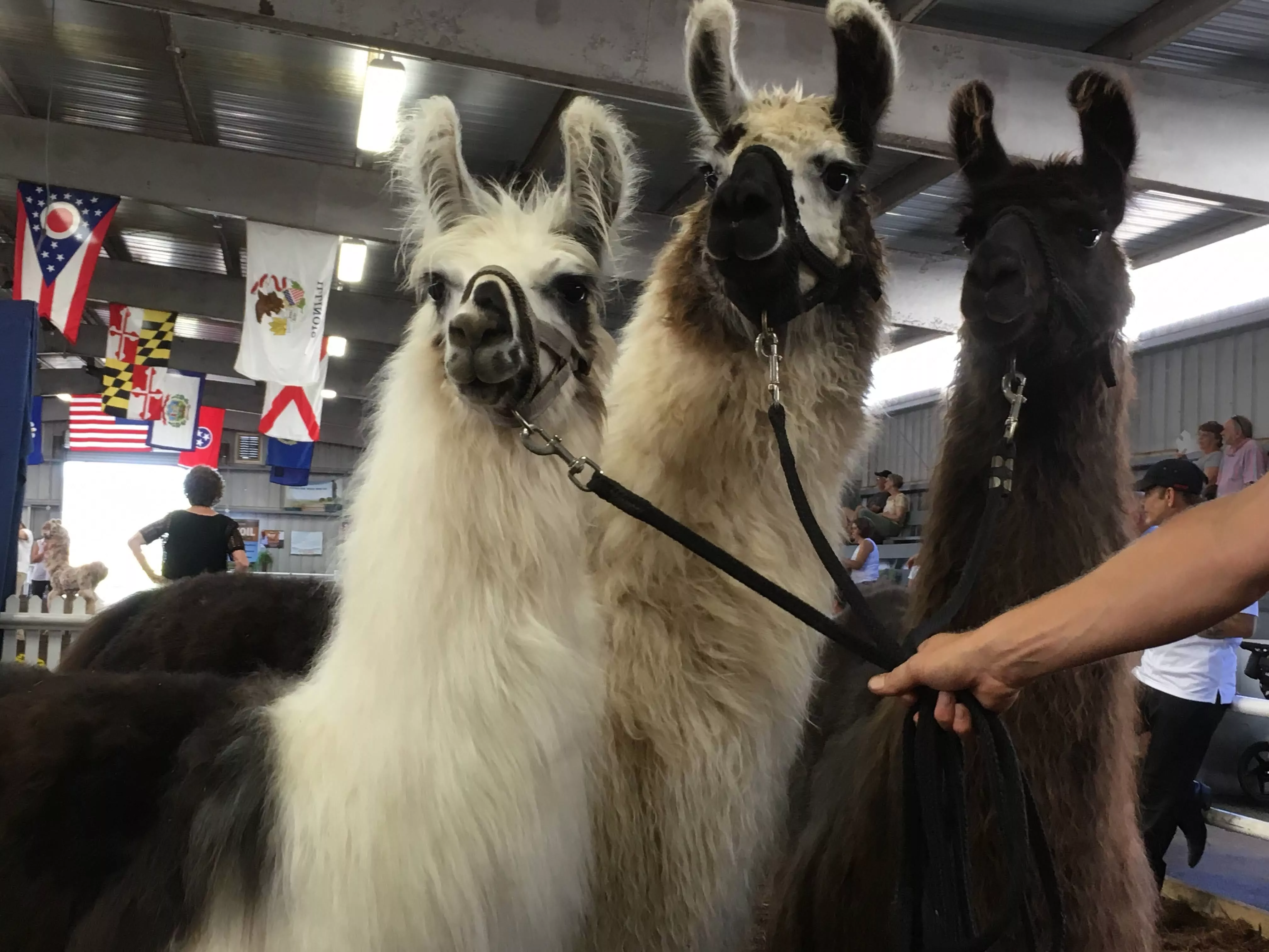 Three llamas at a show at the West Virginia State Fairgrounds