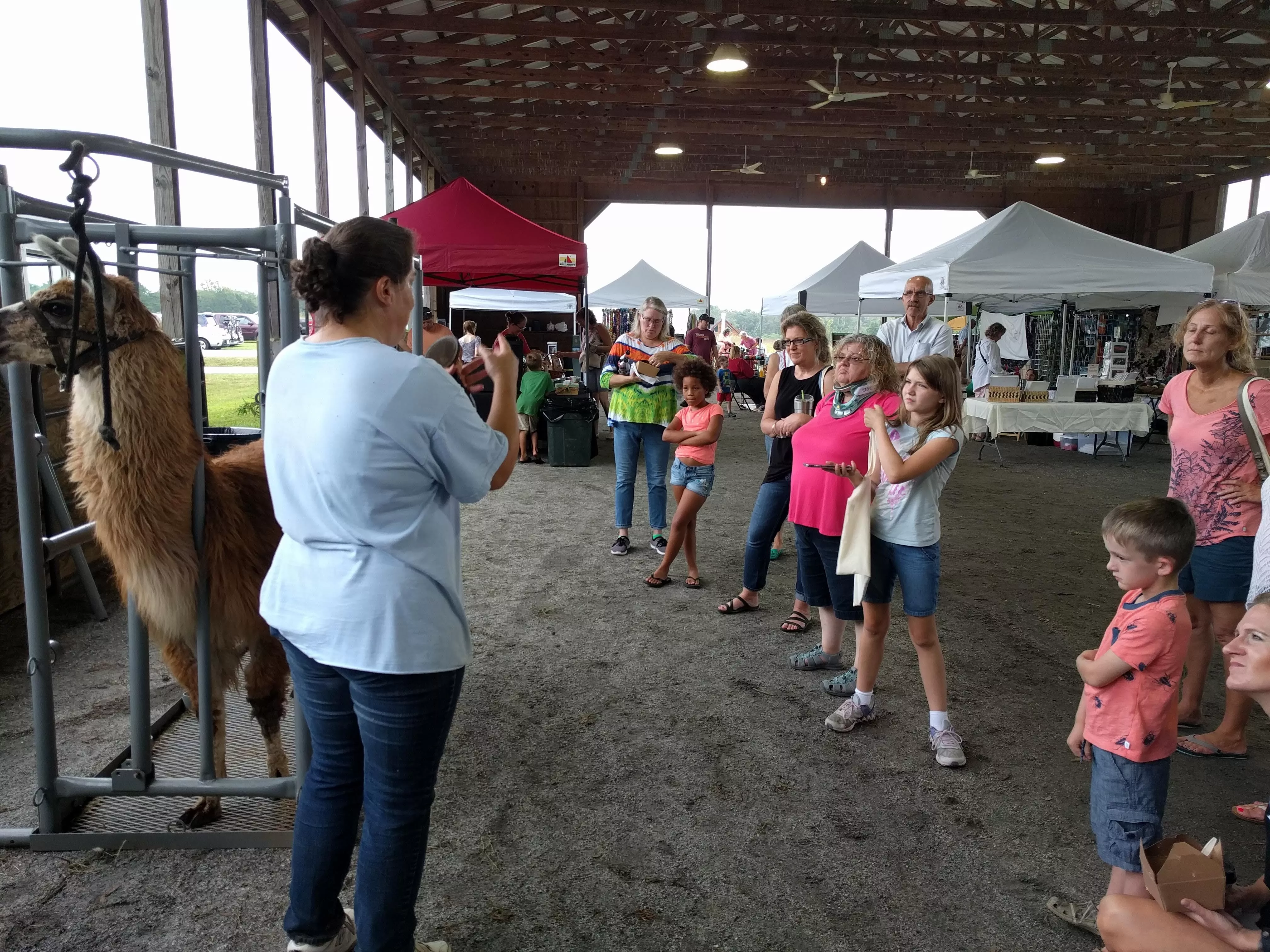 Paige giving a demonstration with a llama at an event