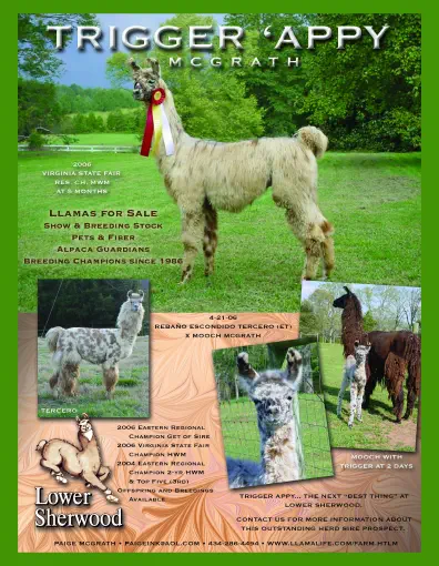 An advertisement for a llama named Trigger Appy