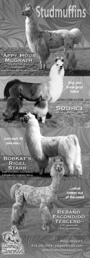 Advertisements for llamas named Tercero, Appy Hour, Source, and Rigel from Llama Life issue 95