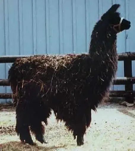 Macho Camacho, a legendary sire llama, stands in profile facing right. He is a substantial, black llama with an extremely dense and shaggy coat, with some lighter hay strands visible in his fleece. He wears a light-colored halter, and the background shows a wooden fence and a plain blue wall.