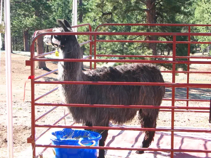 An image of a black and white llama named Newevo