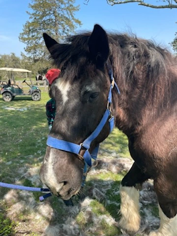 An image of a horse named Oreo