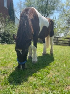 An image of a horse named Oreo