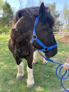 An image of a horse named Oreo